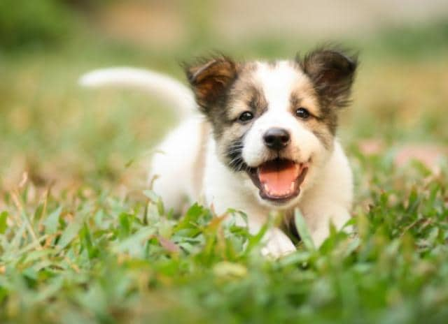 How To Understand What Your New Puppy Is Telling You