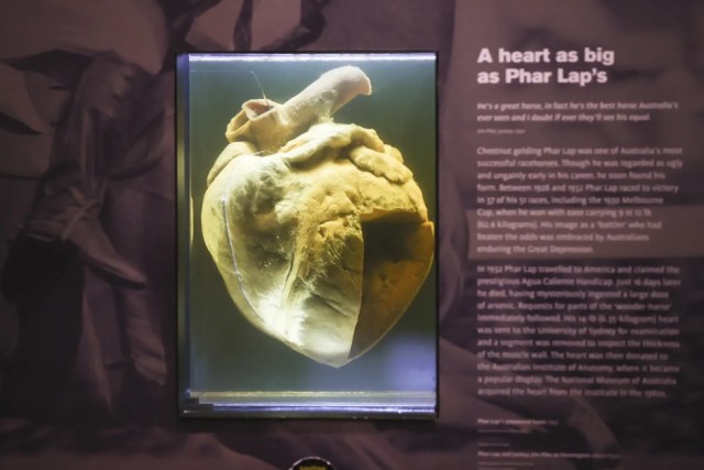 Phar Lap’s Heart And The Battle To Solve The Mystery Of The Horse’s Tragic End