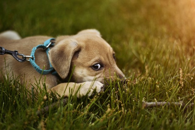A dog lying in the grass

Description automatically generated with medium confidence