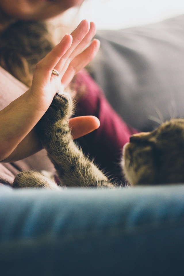 A person holding a cat

Description automatically generated with low confidence