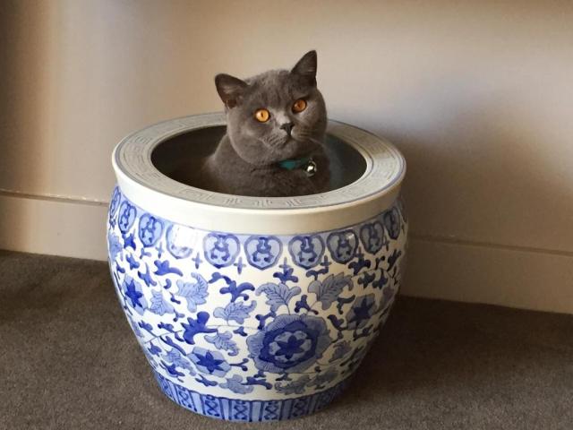 How Could I Possibly Have Forgotten ‘The British Shorthaired’ Puddy Tat | British Shorthaired cat breed short-haired