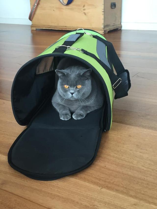 A cat sitting in a backpackDescription automatically generated with medium confidence