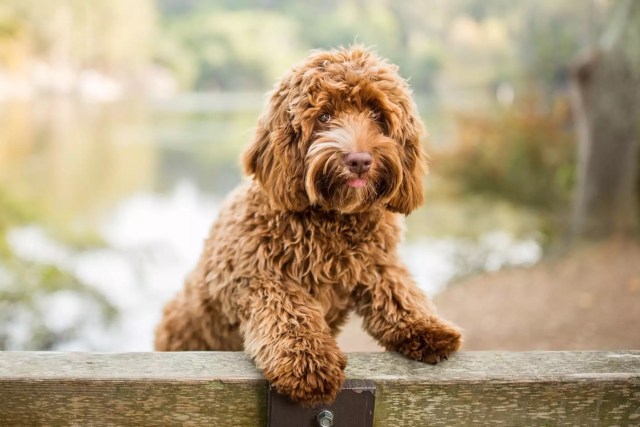 Labradoodle