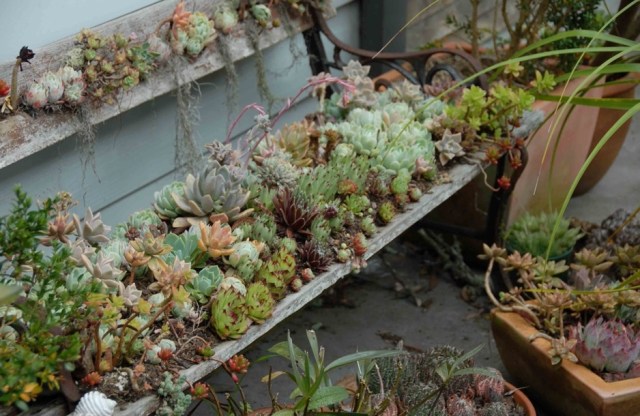 succulents Design ideas