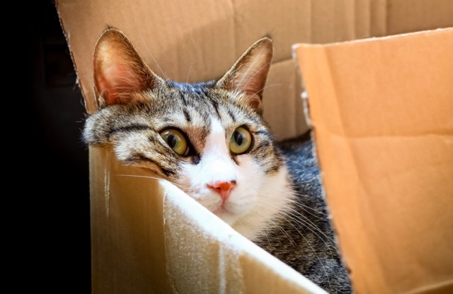 Boxes can help reduce anxiety