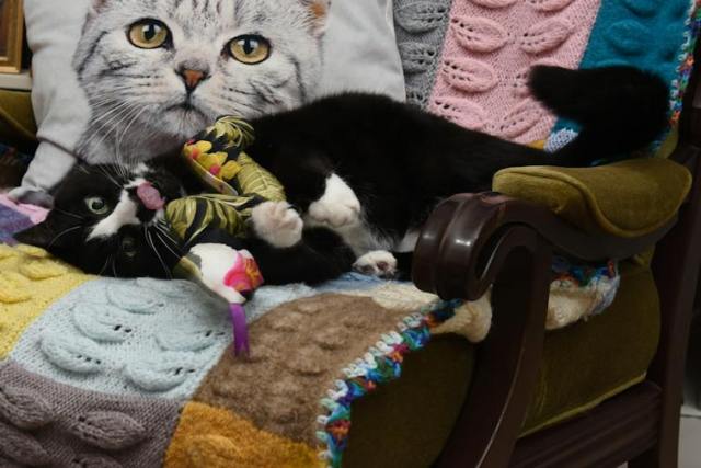 A black and white cat lies with a catnip toy in her front paws and tongue out.