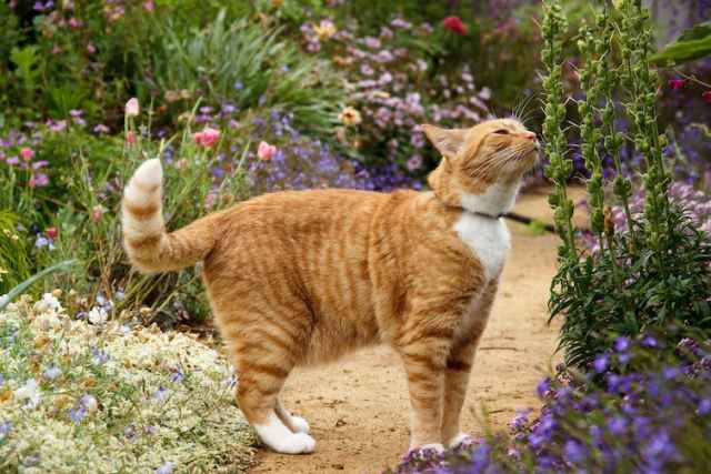 A ginger tabby cat stands on a path, sniffing the flowers in a garden. Are Catnip And Treats Like It, Safe For Cats?