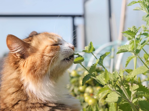 Why Do Cats Love Catnip: Effects, Benefits, and Tips for Use. Are Catnip And Treats Like It Safe For Cats?