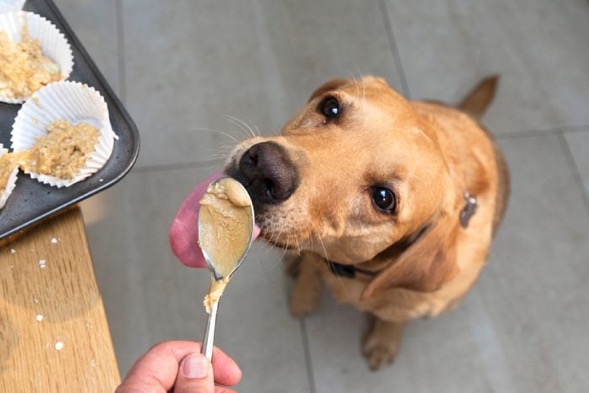 A dog licking a spoon

Description automatically generated