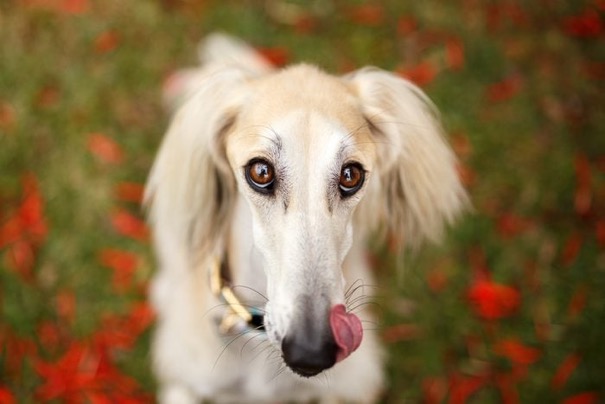 A dog licking its nose

Description automatically generated