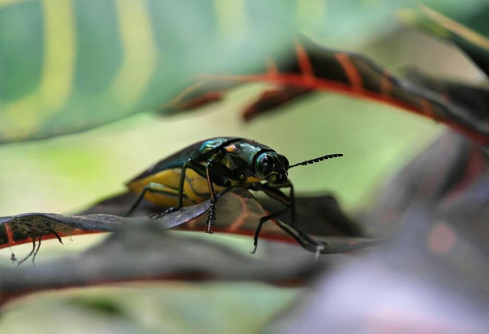 Giant Beetle!