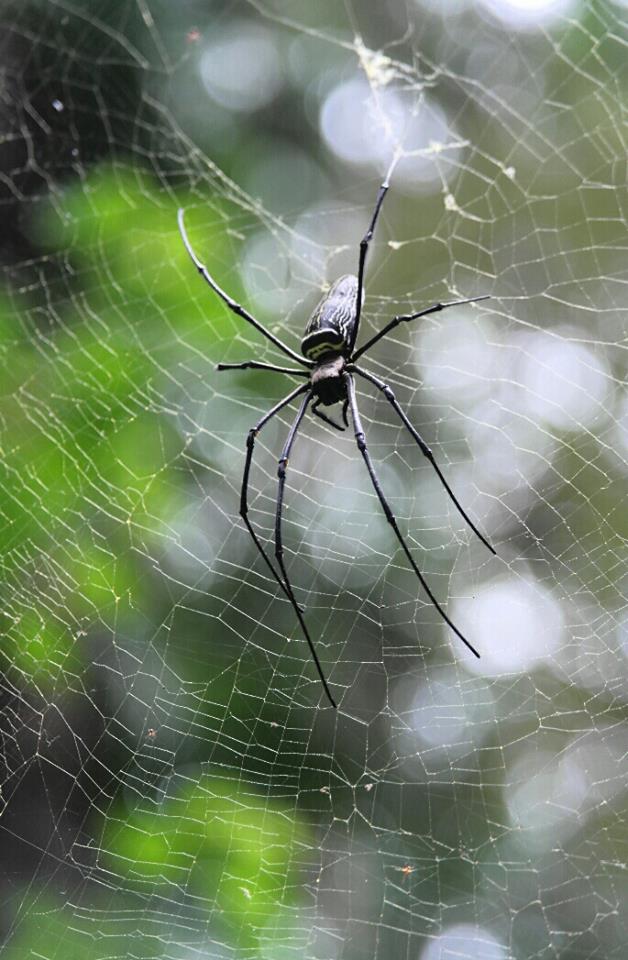 Giant Spider!