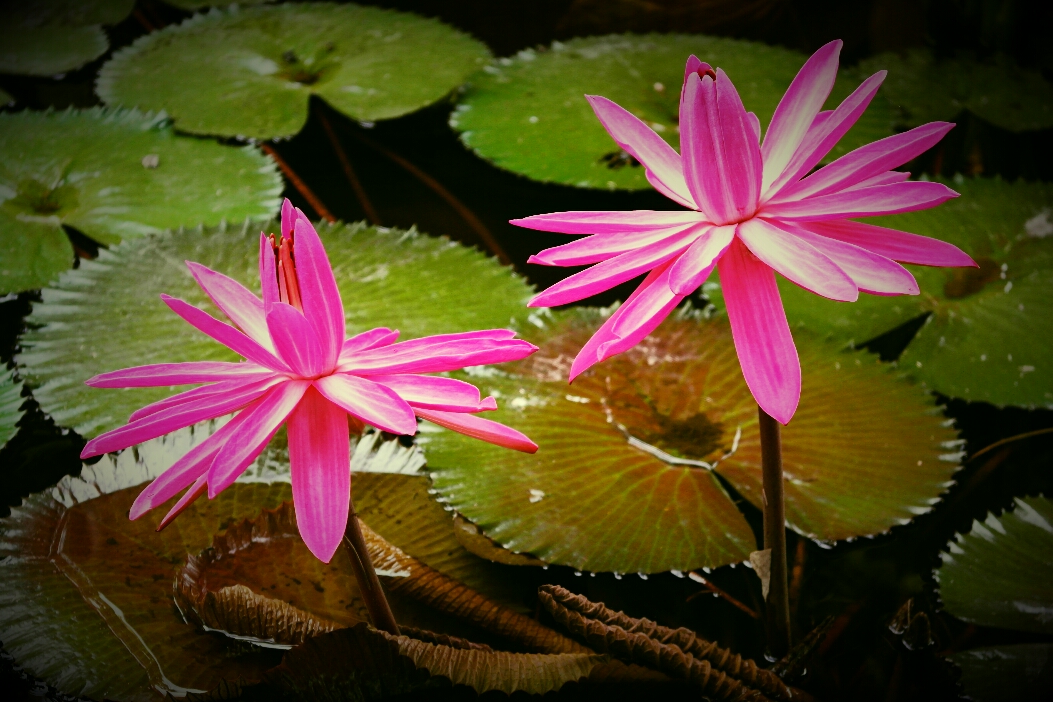 Lotus flowers