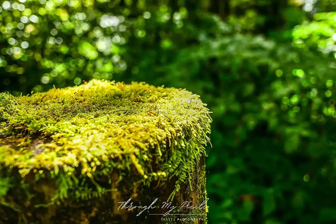 Moss at Ang Ka Nature Trail