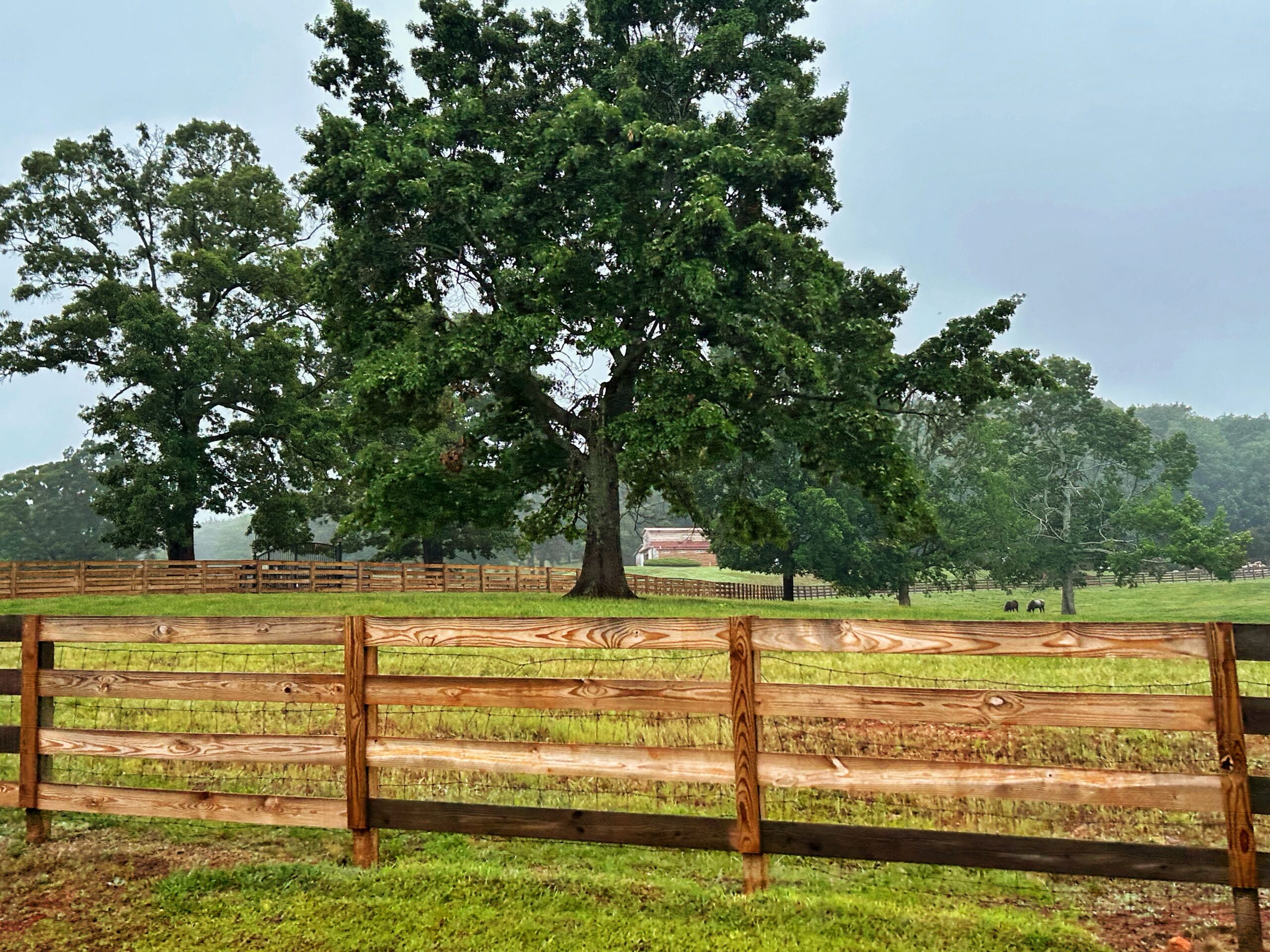 Large trees and a wooden fence line standing beside a grassy field under an overcast sky.