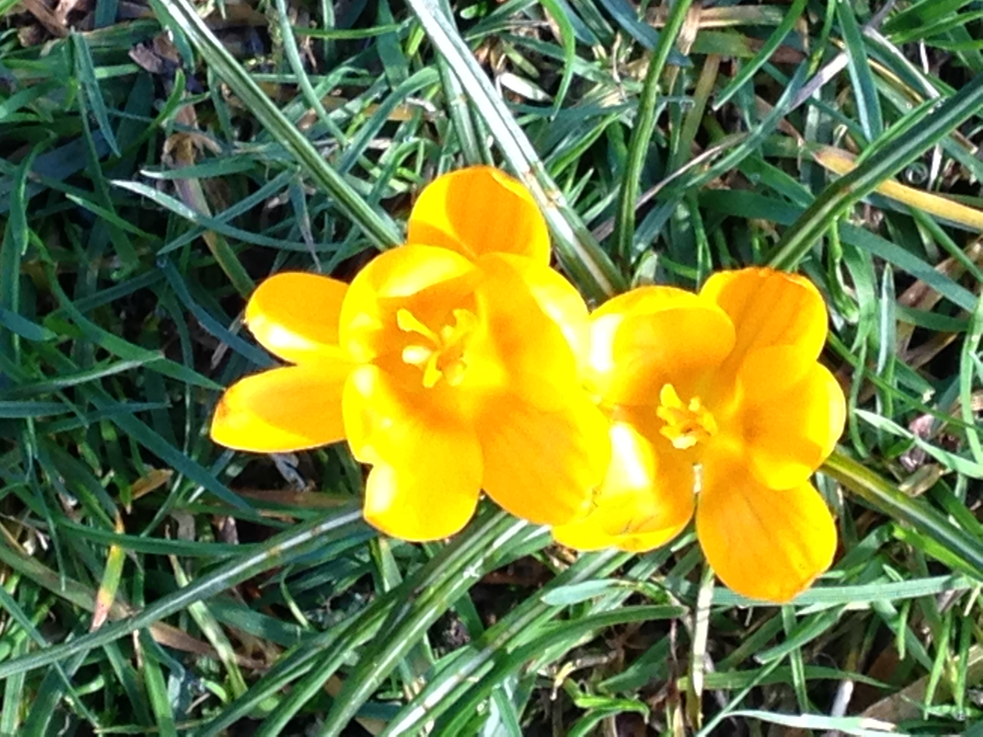 TRACKER スクリーミングフラワー　コンプリート Nature Thrums With Crocuses – Thrumming Magazine