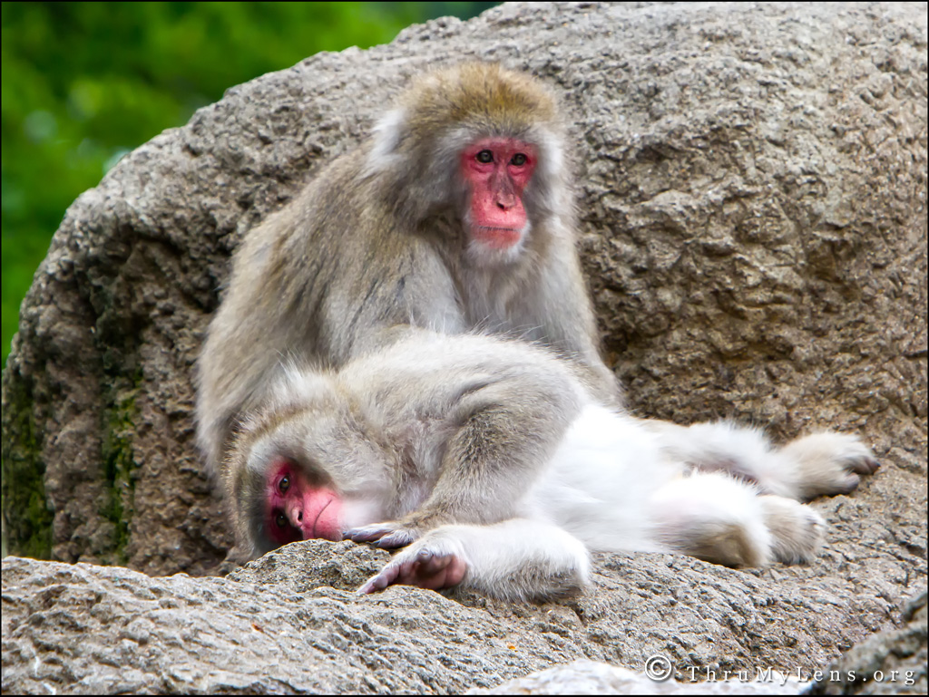 A Day At The Cincinnati Zoo | ThruMyLens
