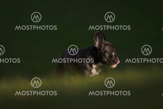 The victims then tried to ring the seller . Happy Purebred French Bulld By Stefan Holm Mostphotos
