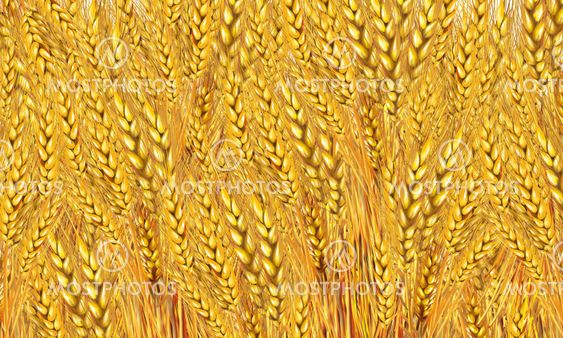 Find & download free graphic resources for wheat pattern. Wheat Field Wallpaper Pattern By Sofiartmedia Mostphotos
