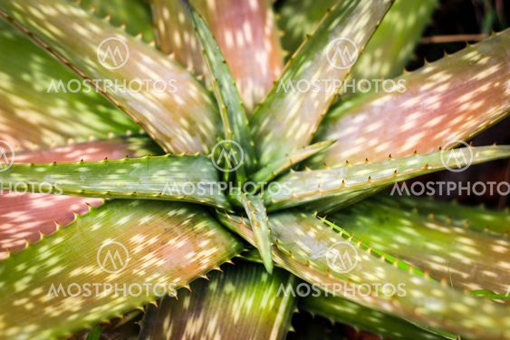 We may earn commission from links on this page, but we only recommend products we back. Close Up Pink Aloe Vera By Yanukit Sujjariyarux Mostphotos