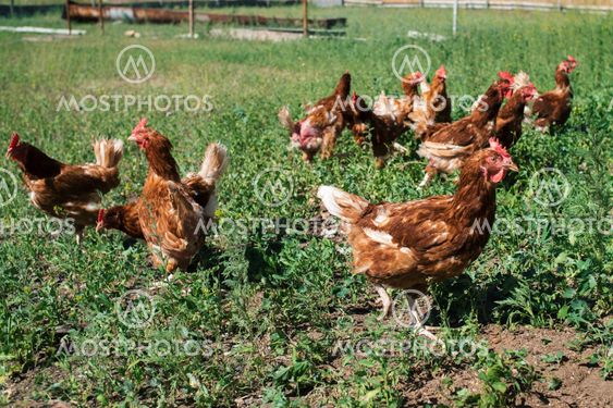 Free range chickens by bp farms. Free Range Chicken Farm In By Mirage Studio Mostphotos
