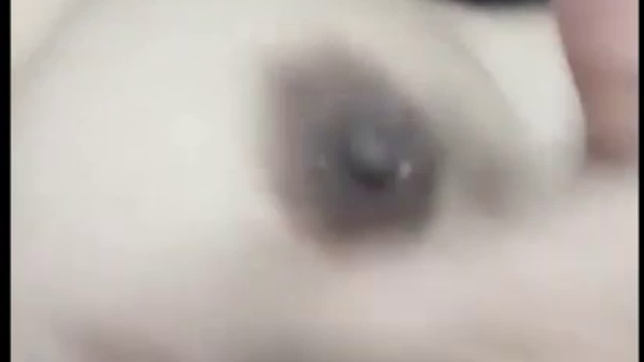 ass.gdav.top-Mbak Zella Live Bugil.mp4 - st_7XO2r0RdGpUAzOJ