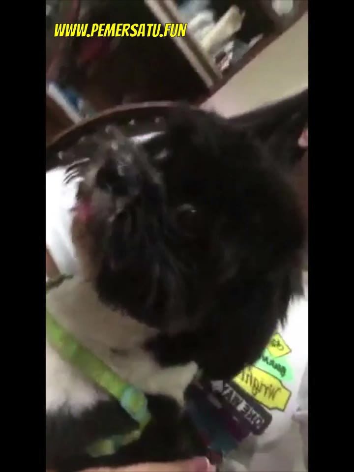 (new) Beatrix Pemersatu Dot Fun P4