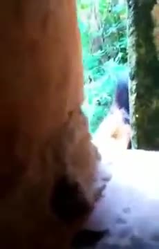 Hutan Ngintip ABG Ngentot Di