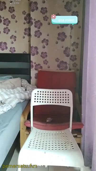 P1 Kiera Tobrut Live Colmek Ngentot Memek Becek Lumer