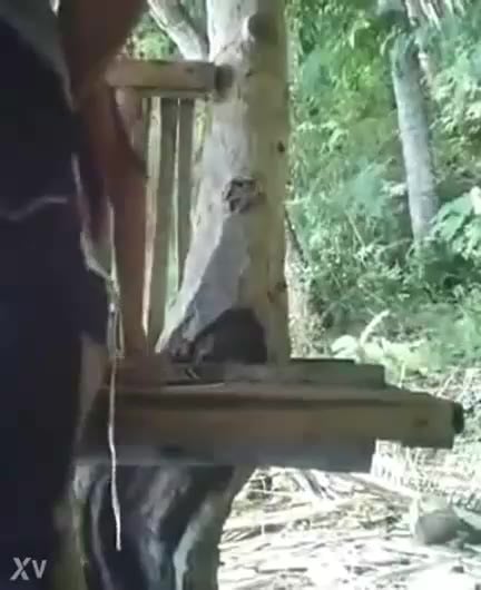 Kencang Masih Sma Dientot Digubuk Cowoknya Nafsu Dorong