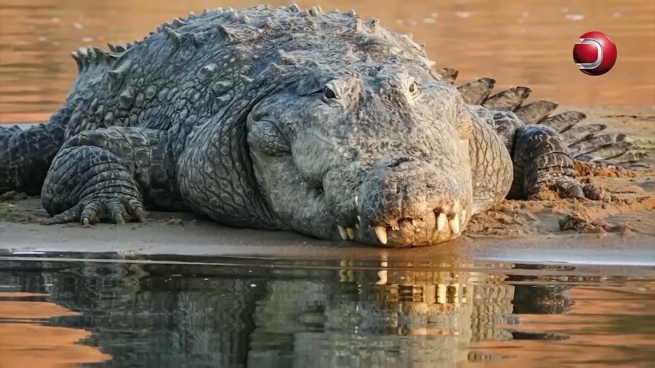 Unlocking the secrets of the crocodile amazing facts about crocodiles 2023 subtitle