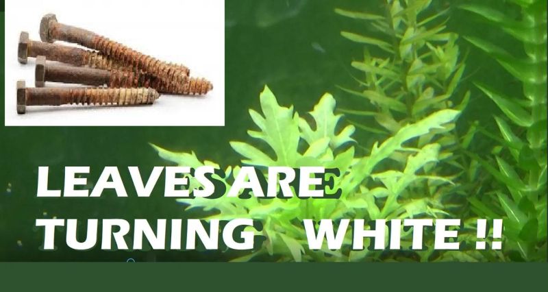 Algae Bloom Changing Fertilizers Ei Weekly Method Aquarium Plants - Modern Mobile Ocean Pictures | Free Download