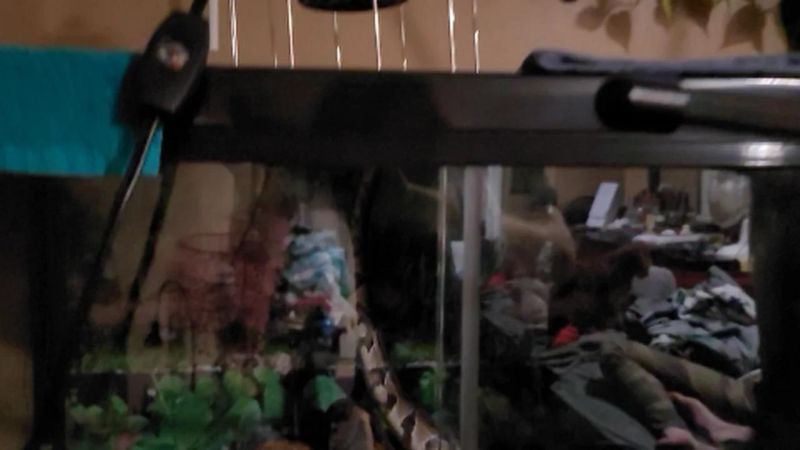 Best Heat Lamp For A Ball Python The Pet Supply Guy Ball Python - Premium 4K Vintage Patterns | Free Download