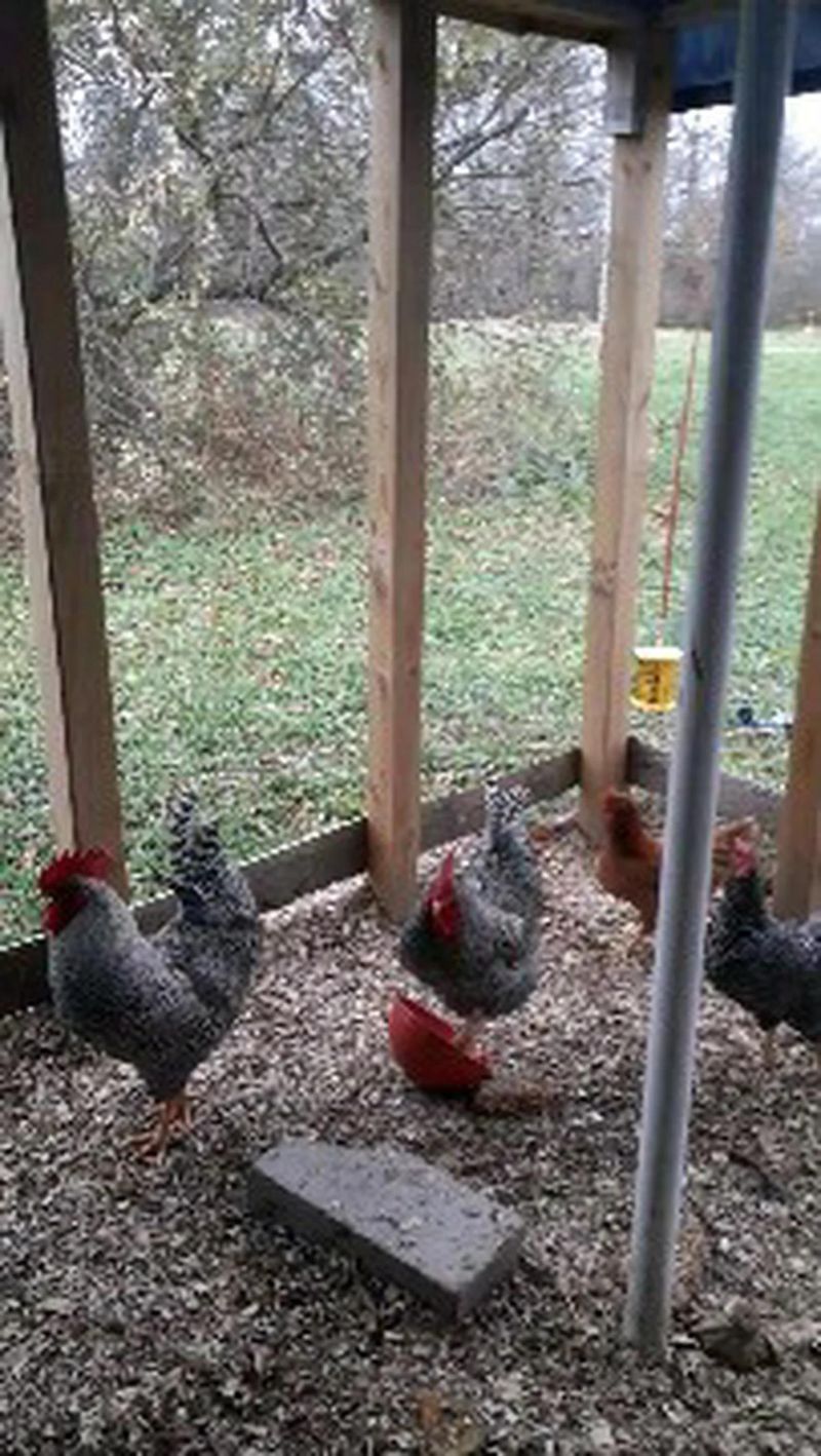 Chicken Chase - 4K City Pictures for Desktop