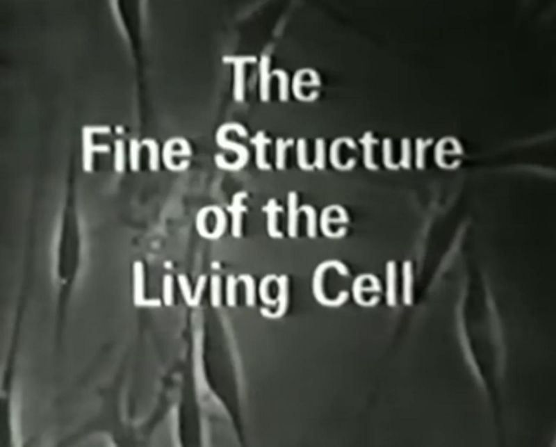 About Harold Hillman - Premium Dark Pattern Gallery - 4K