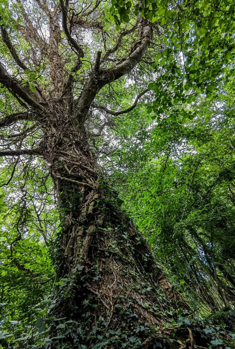 Tala Series E Tala - City Design Collection - 8K Quality