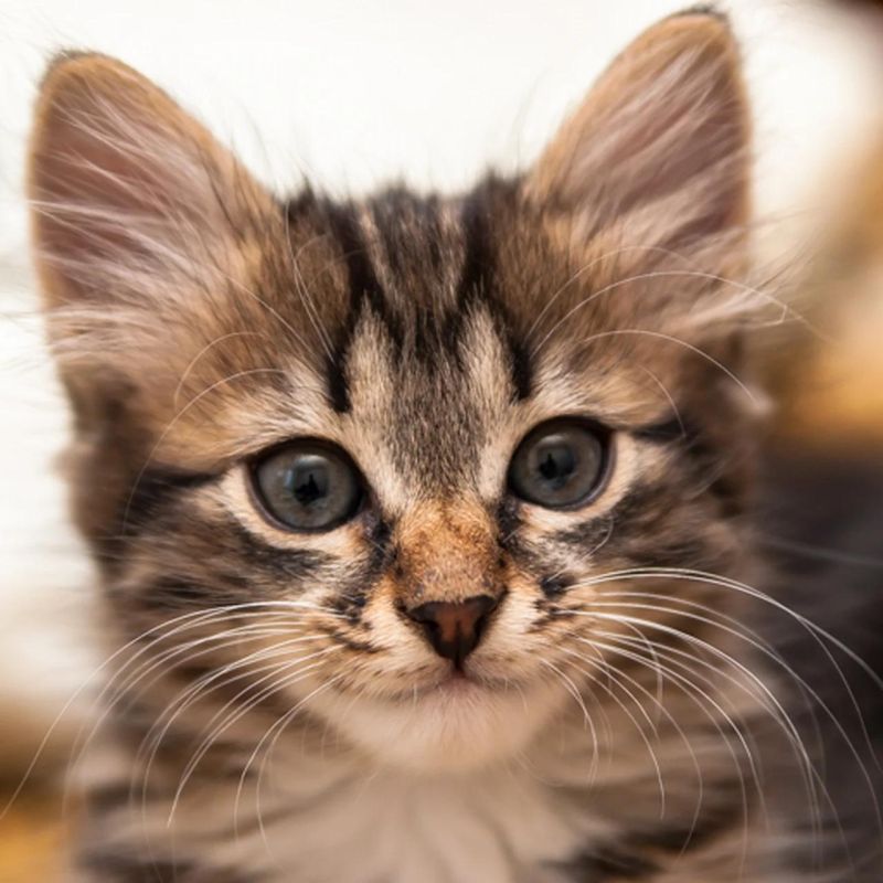 Catze - Minimal Photo Collection - Ultra HD Quality