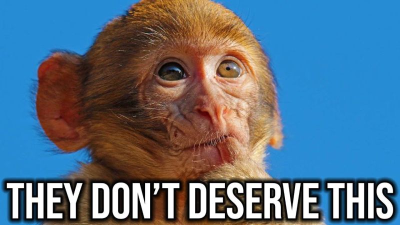 Monkey Maker Bogging Youtube - Classic Ocean Image - Mobile