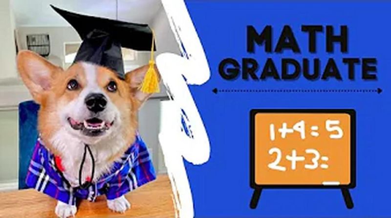 Talking Corgi Youtube - HD Abstract Pictures for Desktop