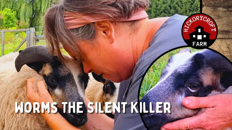 Sheep Single Born With Worms Inside - Best Colorful Arts in Desktop