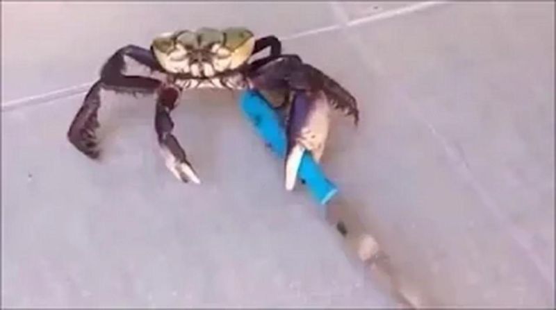 Crab Battle Youtube - Gorgeous 4K Geometric Textures | Free Download