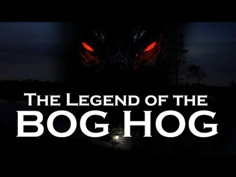 Bog Hog Multi Transparent Exoshop - Premium Minimal Image Gallery - HD
