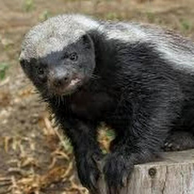 Github Jeredbare Paradigm Paradigm Is An Open Source Tool That Looks - Download Artistic Light Pattern | Retina