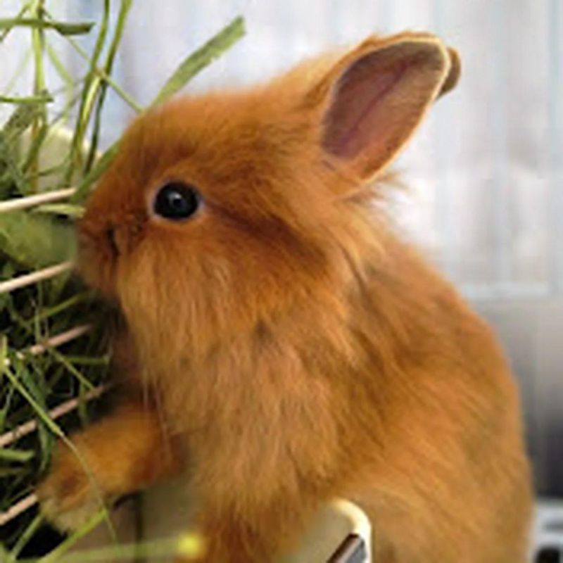 Billy Chan Observable - Download Stunning Nature Photo | 4K