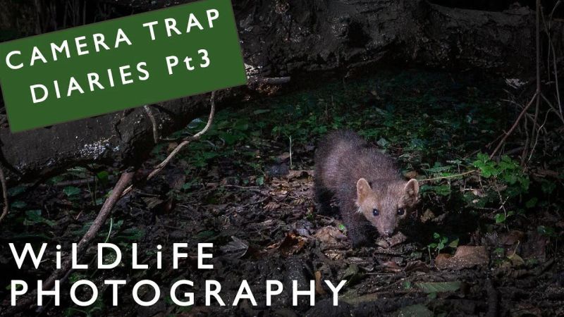 Camtraptions Remote Camera Trap Photography - Mobile Light Pictures for Desktop