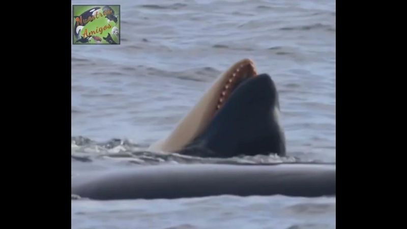 Delta Dental Orca Killer Creative - Premium City Picture Gallery - HD