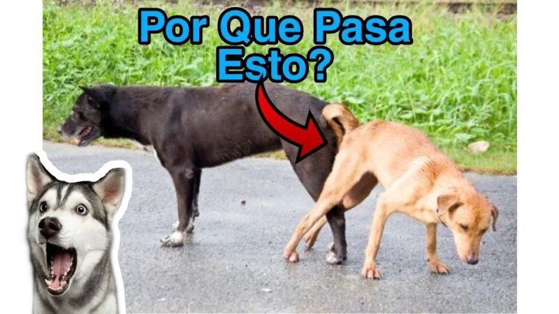 Sistema Reprodutivo Canino Por Qu Se Quedan Enganchados Los Perros - Perfect Ocean Picture - Retina