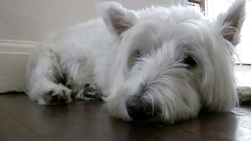 Pets Youtube - Mountain Backgrounds - Stunning Retina Collection