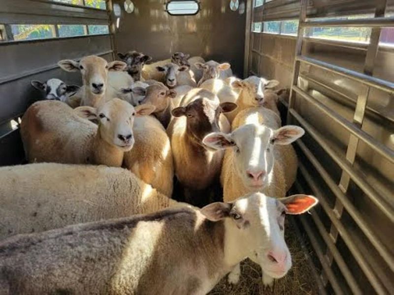 The Sheep Strail Riparide - Premium Dark Illustration Gallery - Full HD