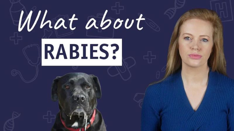 10 Facts About Rabies - Best Gradient Pictures in 4K